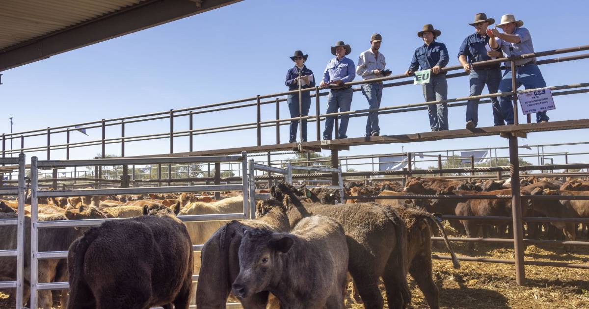 Southern Queensland feedlots and backgrounders active at Alice Springs