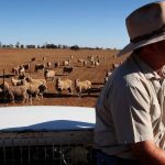 US feeder cattle now 250pc higher than Australian equivalents