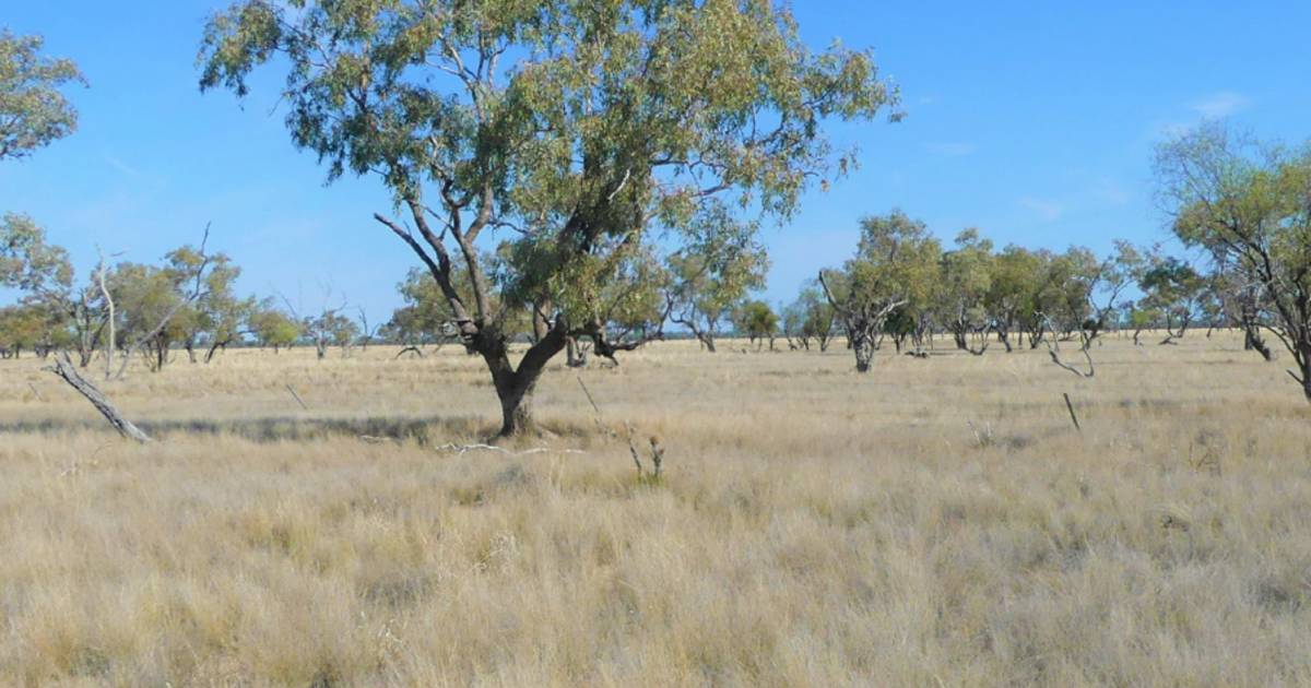 Robina offers 13,780ha of exceptional grazing country