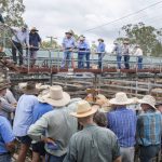 Skyrocketing cottonseed prices heading towards 2019 drought levels