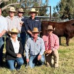 Elite bulls pack a punch at Meandarra sale