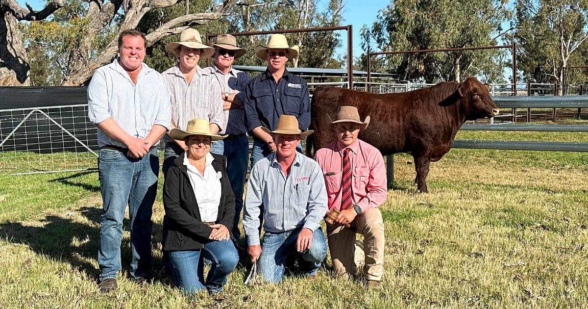 AuctionsPlus underpins Futurity Pastoral sale