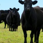 Kay’s Cuts: Australia primed to fill big void in US beef supply