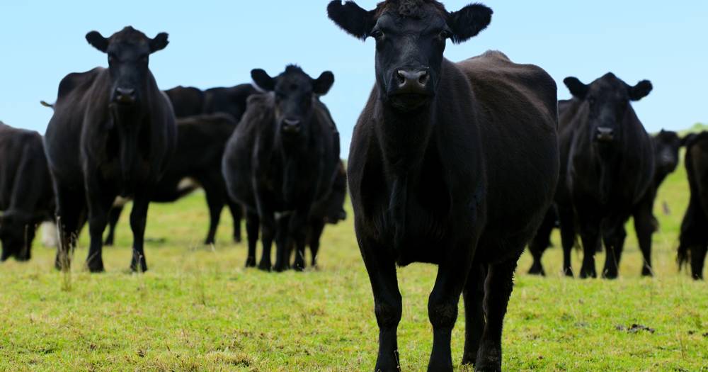 CN30, climate neutral, nature positive: What it all means for beef