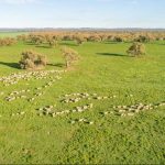 A walk from Adder’s Copse to Gallows Down, Berkshire: ‘I’ve rarely done a circular walk as perfect as this one’