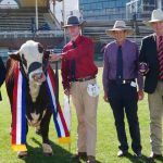 EKKA 2023: Celamba Unicorn and KJ Hill Adena share grand champion Speckle Park win | Queensland Country Life