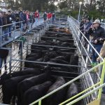 BreedPlan adoption growing rapidly among commercial cattle producers