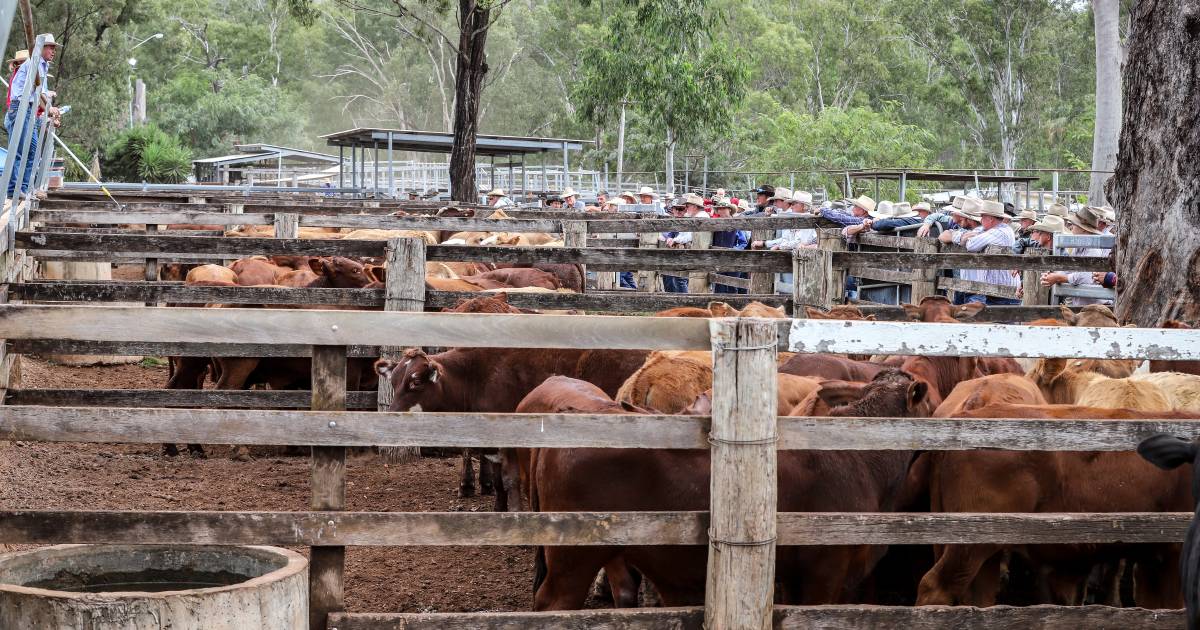 Light weaner steers improve by up to 40c/kg at Eidsvold