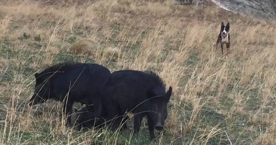 Searching for a NSW feral pig coordinator