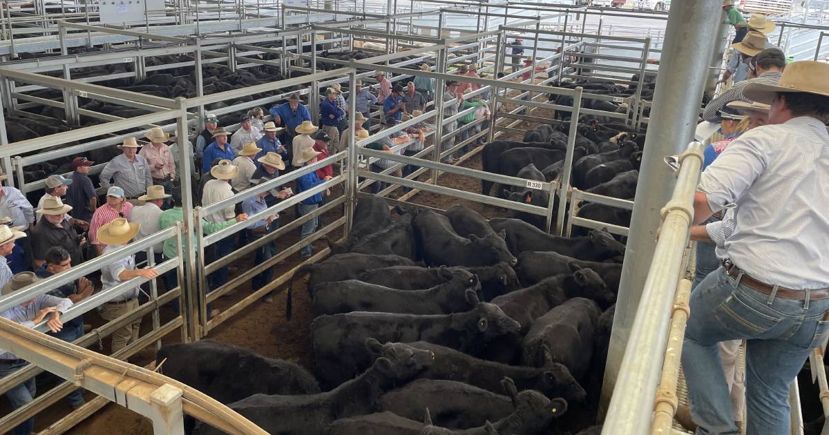 Tamworth Angus weaners hit $1250