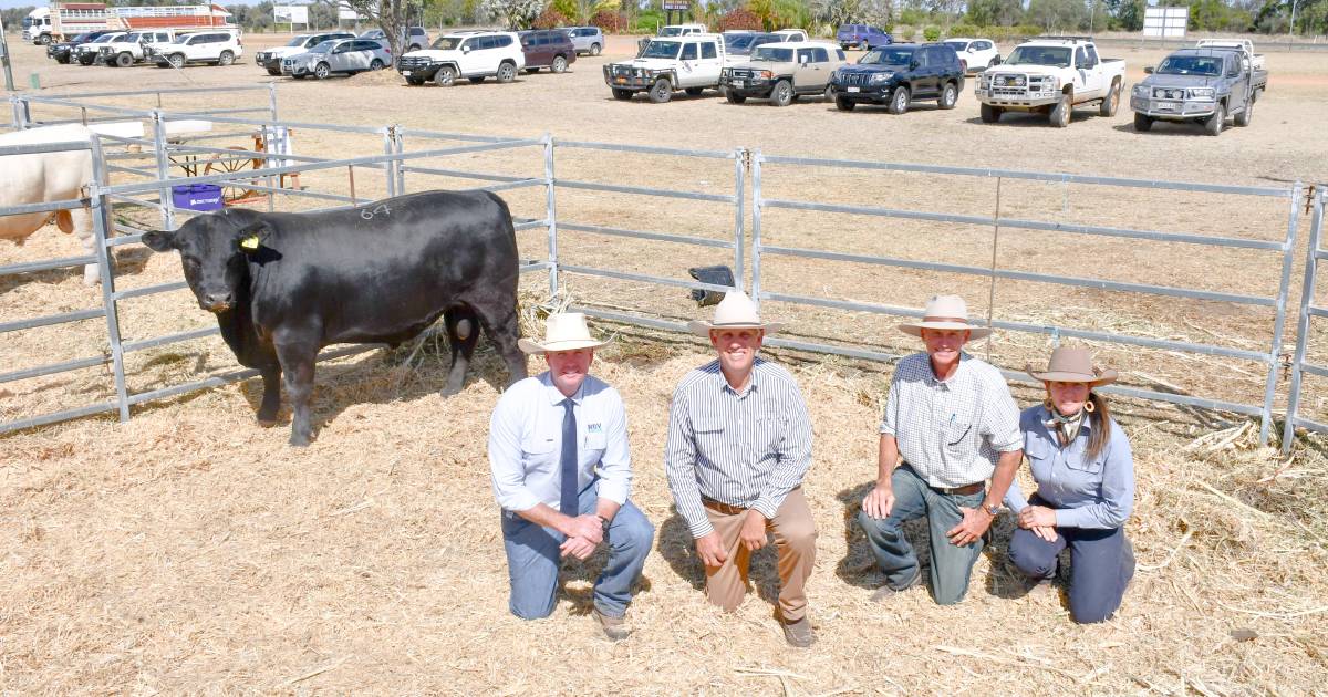 Angus bull tops Bauhinia Park Charolais and Angus sale in Emerald | Queensland Country Life