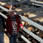 Indo’s LSD suspension of live-ex depots ‘purely about biosecurity’: Murray Watt | North Queensland Register