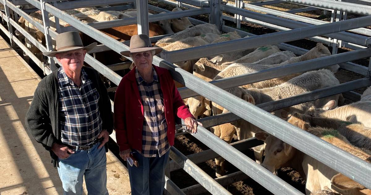 Weaner steers sell to 394c at Biggenden