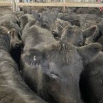 Red Poll stud from NSW crosses the border to take home ribbons