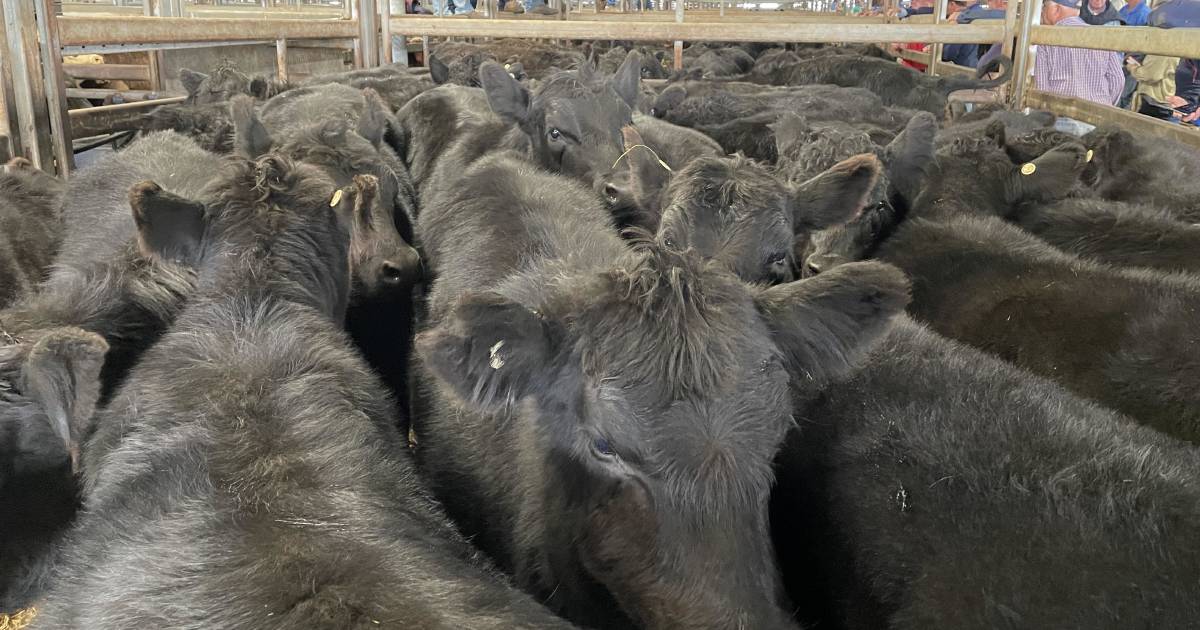 Carcoar cows with calves hit $1760 high