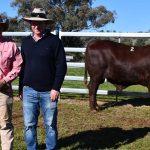 A buyers market at Benjarra Limousin invitational sale