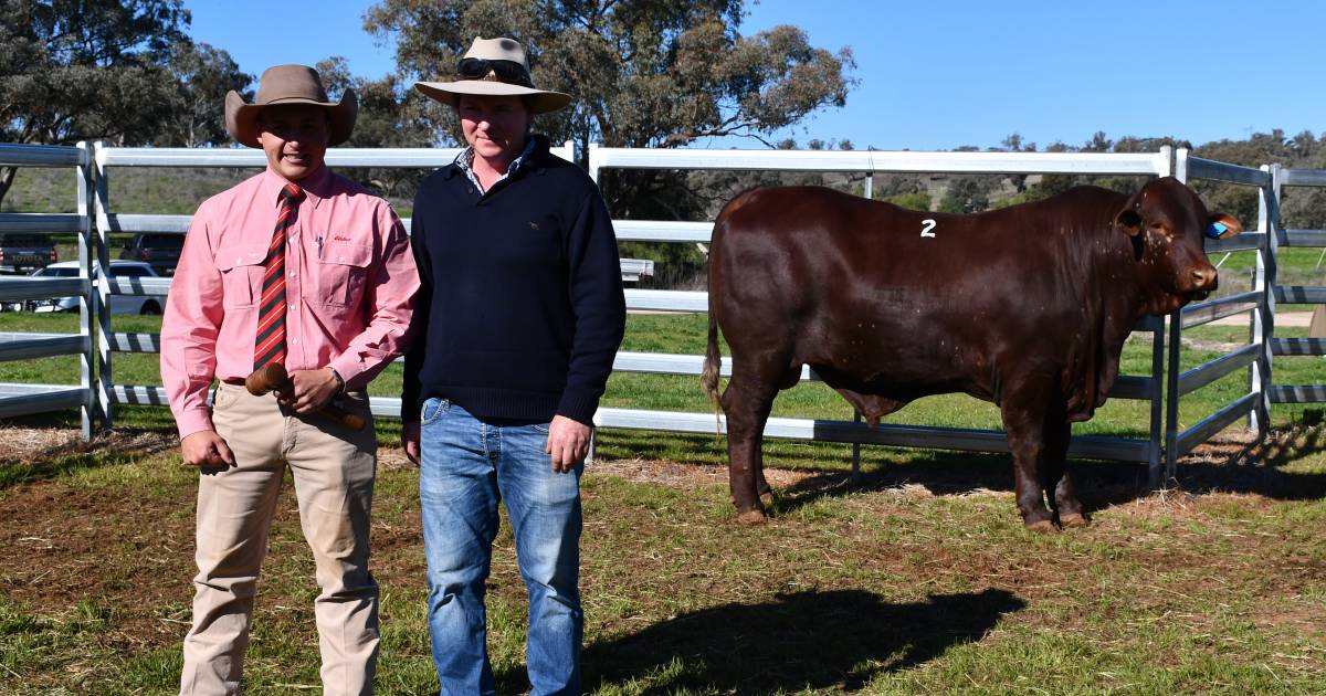 Strong result for Glenalbyn and Munnabah Santa Gertrudis bull sale