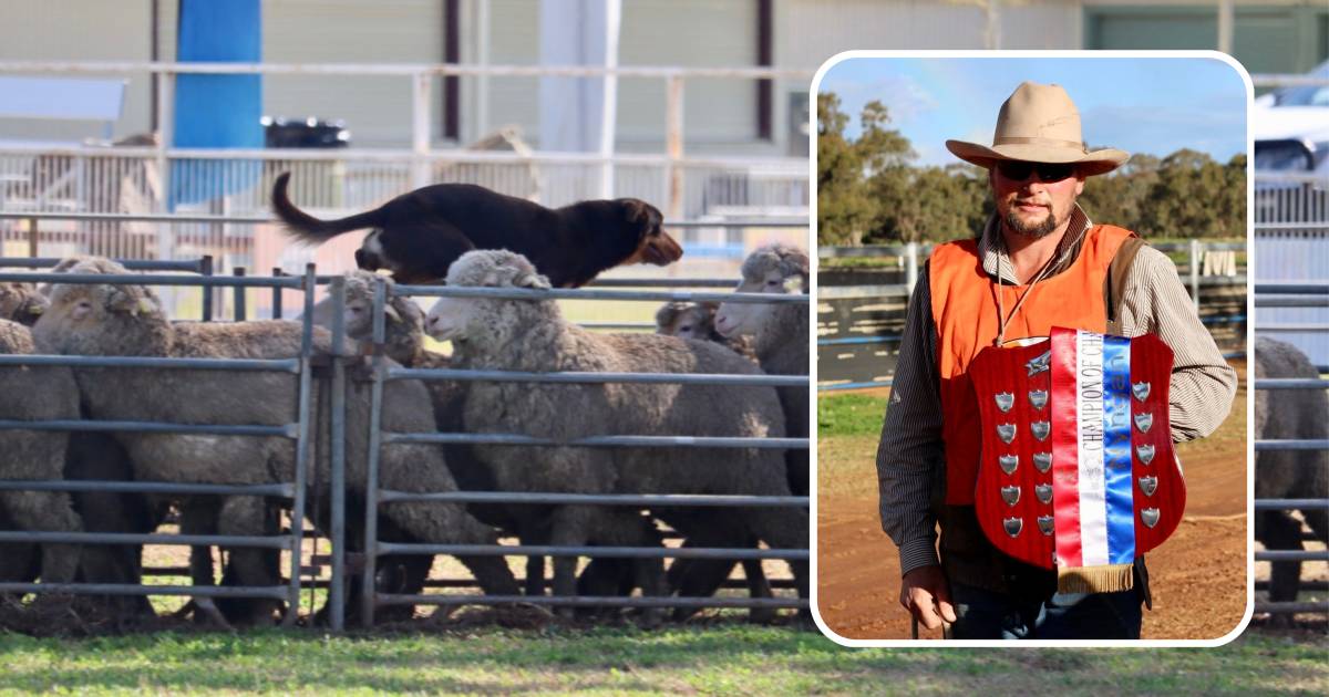 Sheep dogs on show at Australian Utility Championships