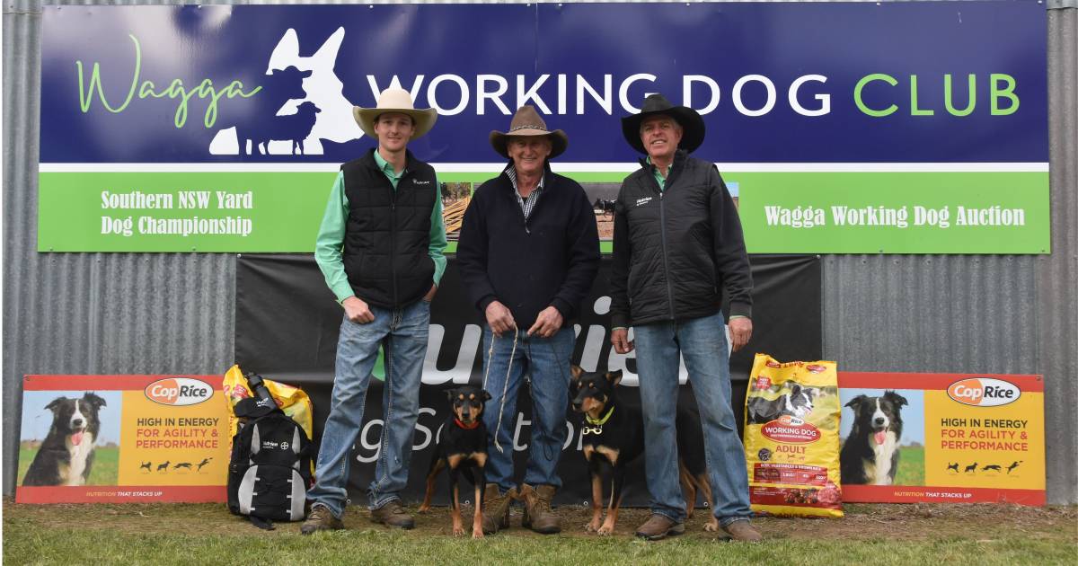 Wagga Working Dog Auction attracts buyers seeing value in good quality dogs | The Land