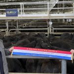 Spirited bidding kicks Lucrana Simmental sale