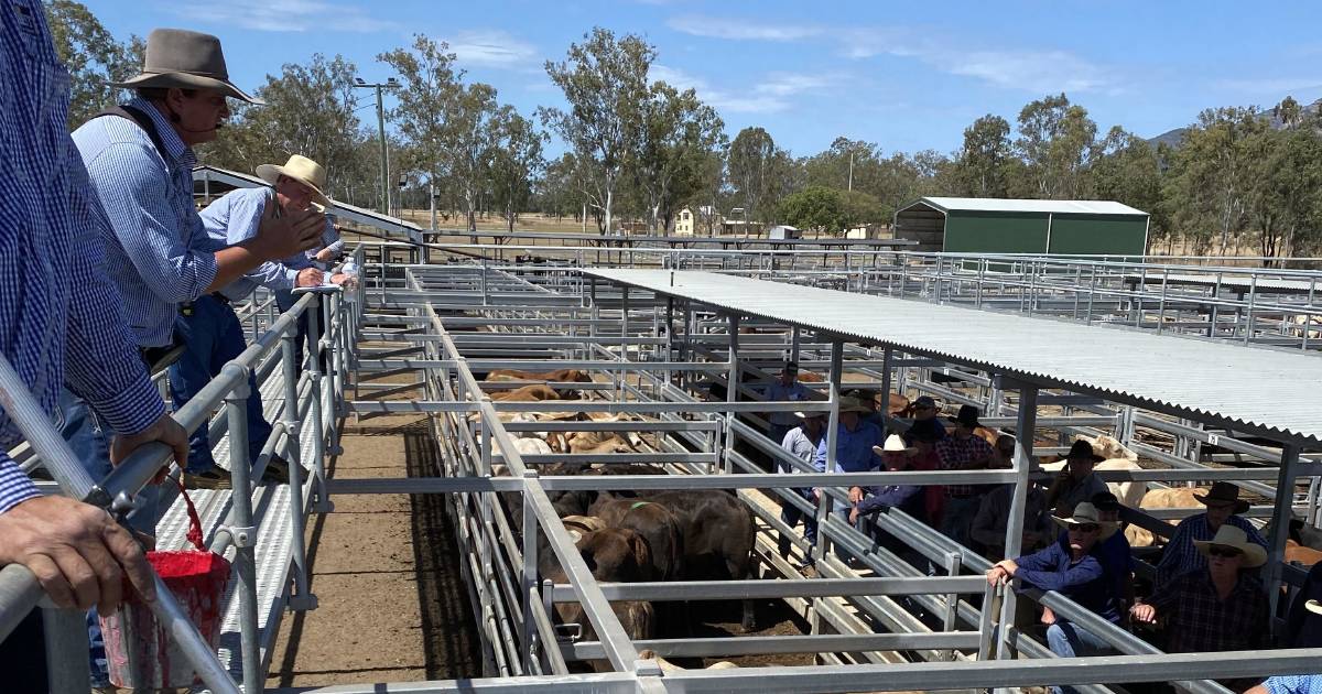 Weaner steers sell for 322c at Biggenden