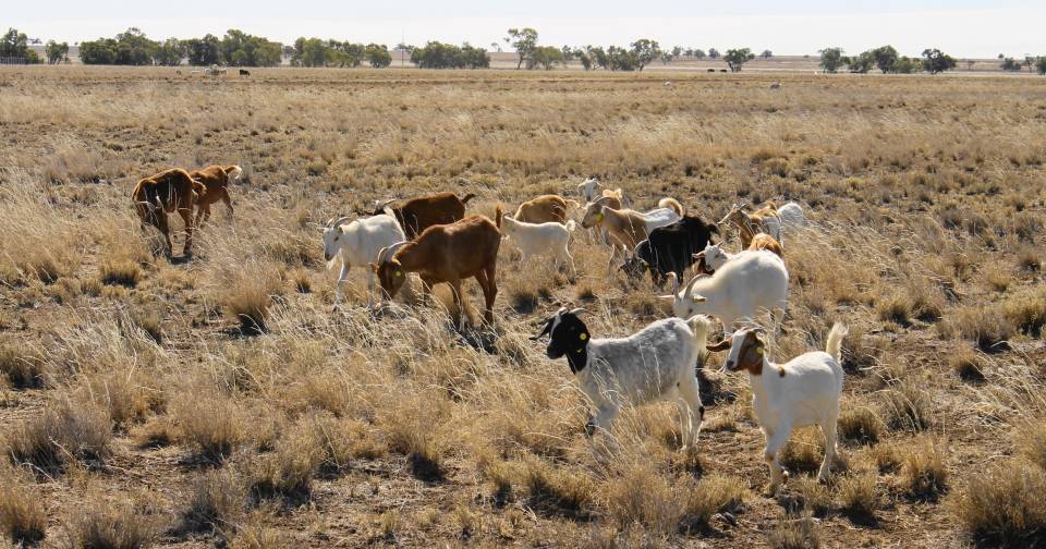 Quilpie, Cunnamulla, Charleville to host sheep, goat eID information sessions | Queensland Country Life