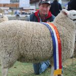 Cattle return to Charters Towers Show for first time since 2016