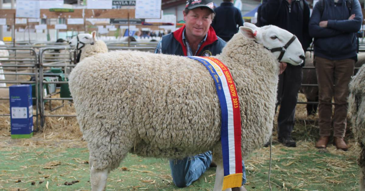 Border Leicester and Poll Dorset breed dominate Interbreed competition in Hamilton