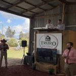 Bellata stud Truro Whiteface cracks six figures at 2023 sale | The Land