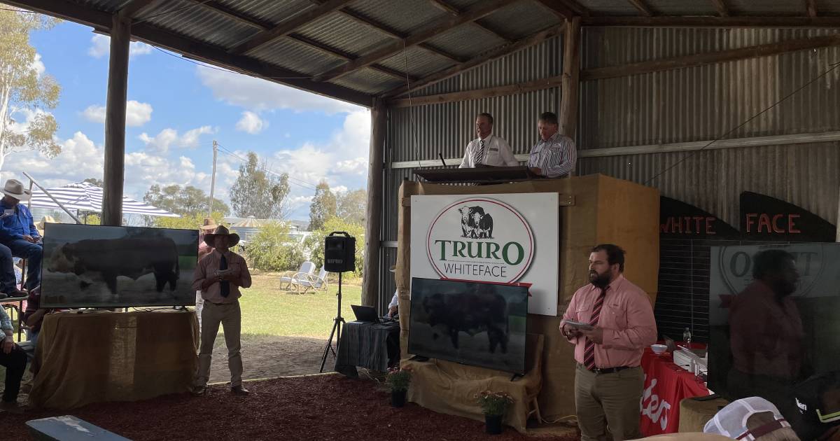 Ekka interbreed champion sells for six figures