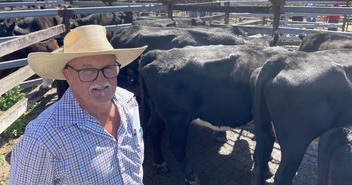 Heavy cow prices push higher in NSW