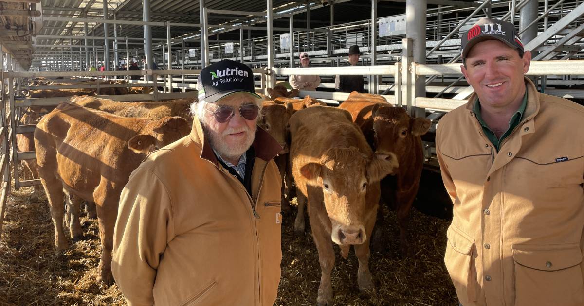 Steers at Wodonga sell to $1655 and heifers to $1180 | The Land