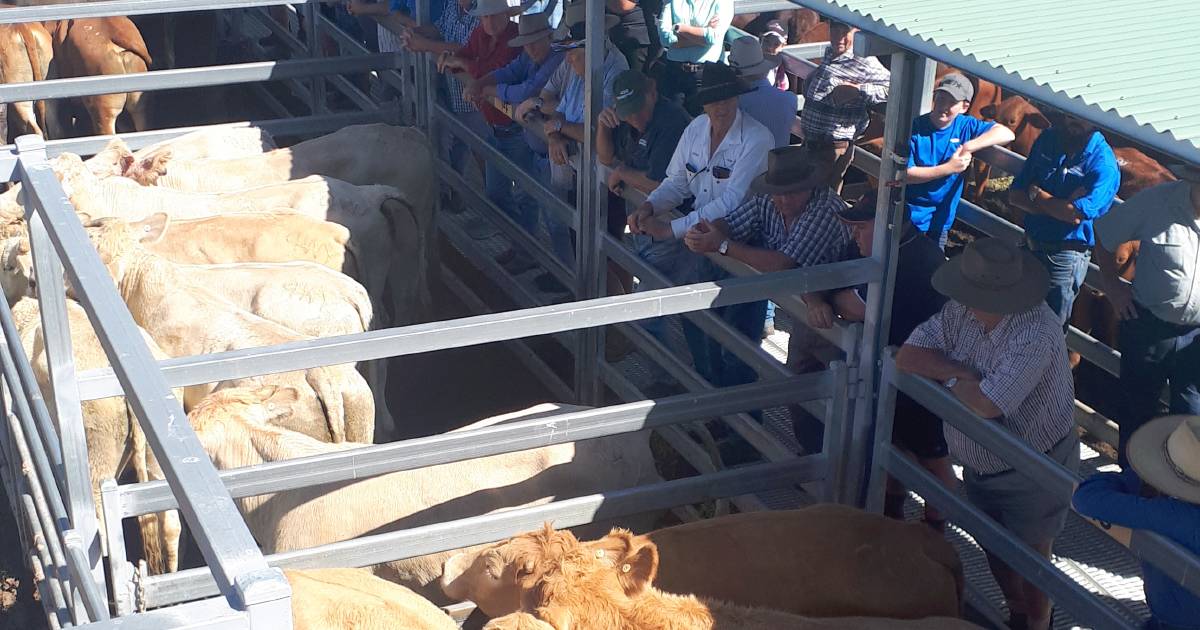 Charbray steers hit $1525 at Beaudesert | Queensland Country Life