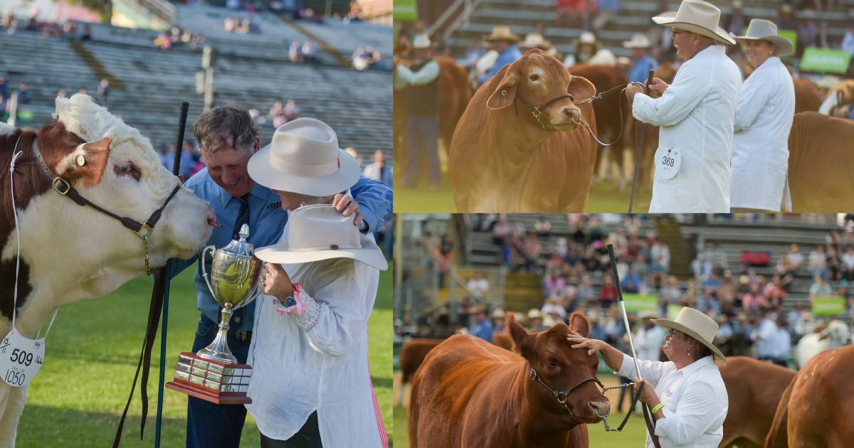 We are the champions: meet the 2023 Ekka interbreed victors