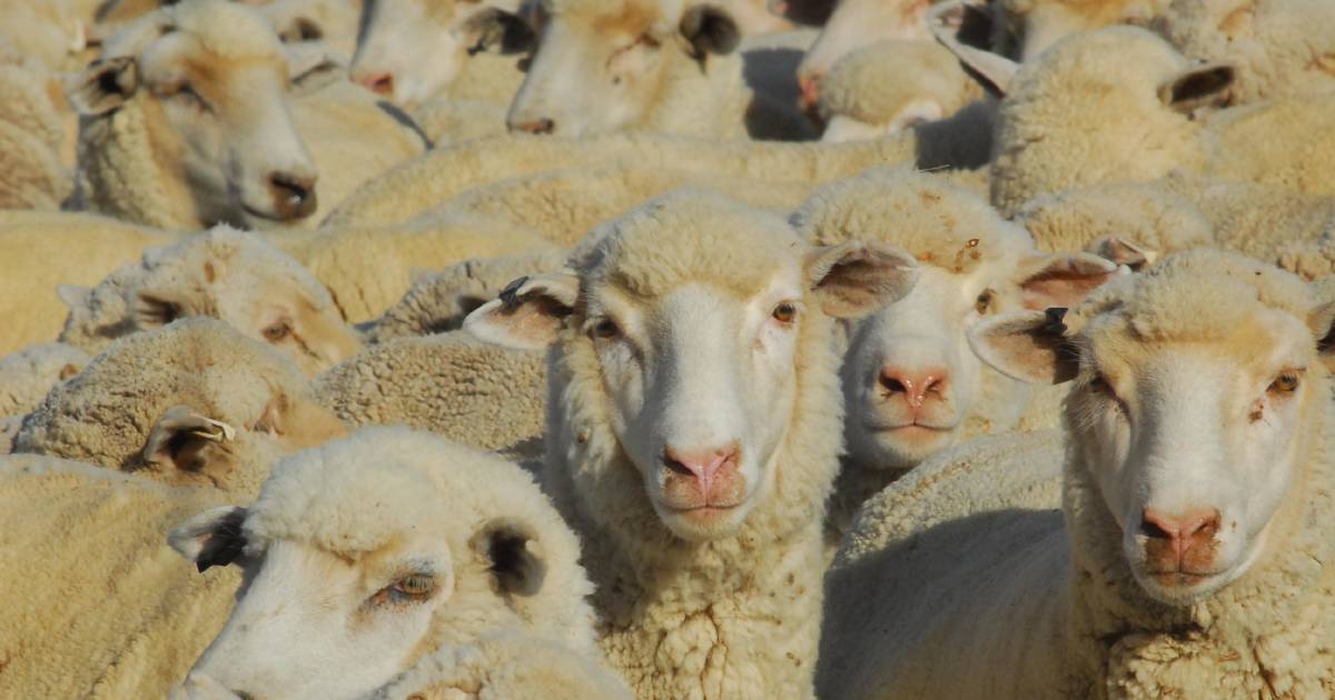 Lamb export demand up, so why are prices down at 10-year lows? | The Land