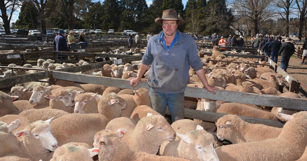 Picky buyers put pressure on lamb prices