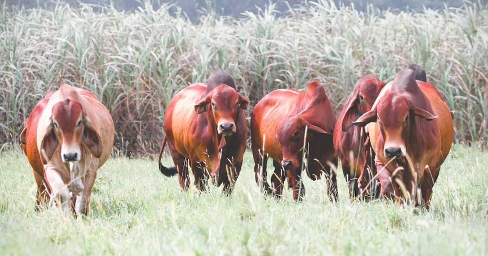 More than 900 bulls nominated for Rocky Brahman Week Sale