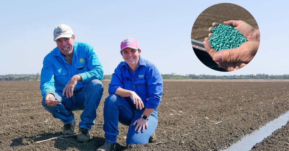 First commercial planting of new cotton varieties kicks off in CQ