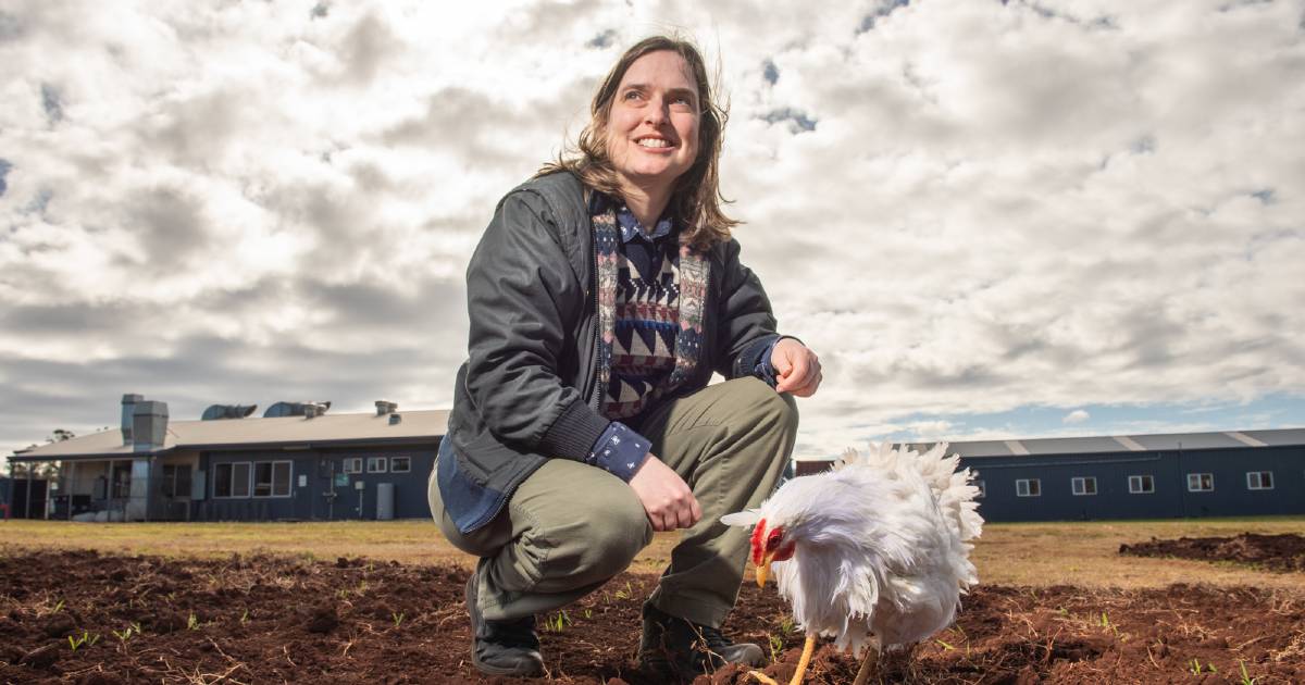 Toowoomba engineer wins with automated chicken monitor