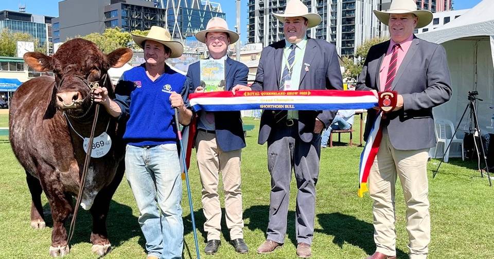 Shorthorn bull which sold for $28,000 claims grand champion win at Ekka