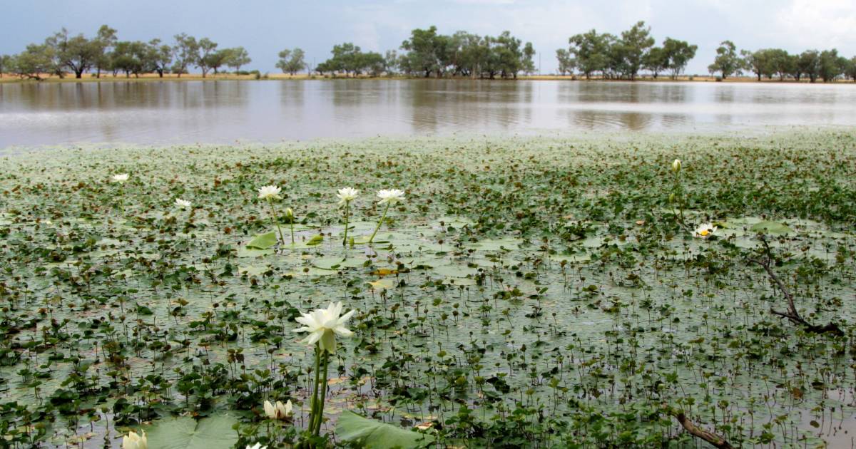 Quilpie Shire Council questions lack of Lake Eyre Basin consultation meeting | Queensland Country Life