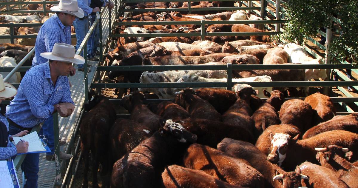 Feeder steers firm at Blackall