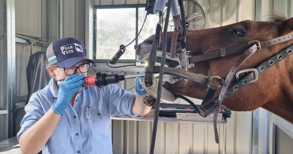 Central Queensland vet clinic expands into large animal treatment