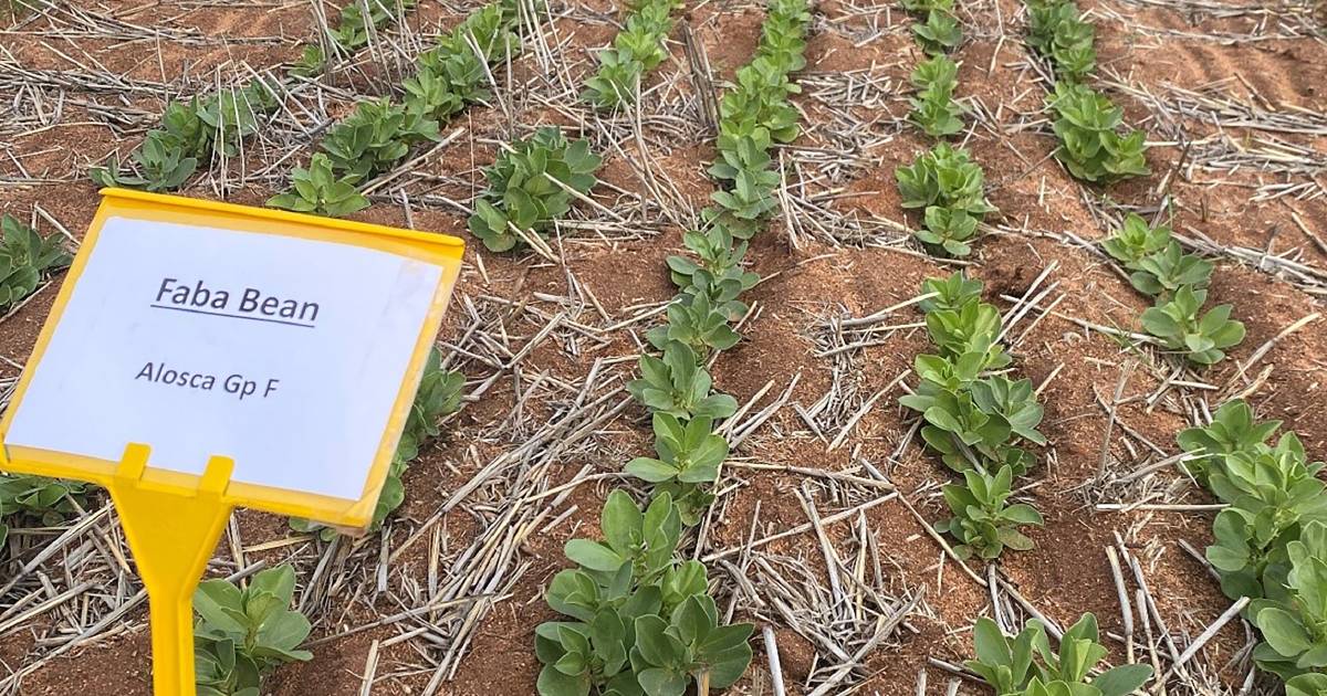 Wheatbelt group explores the role of legumes in the farming system