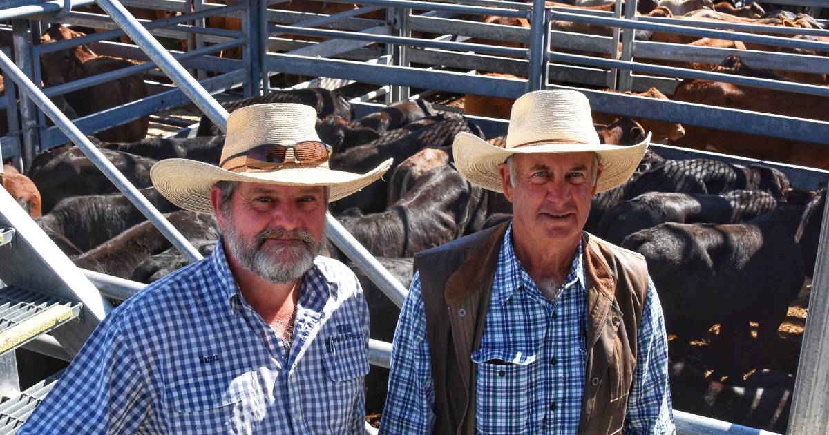 Emerald agents yard 5230 head at final weaner and feeder sale for 2023 | Queensland Country Life