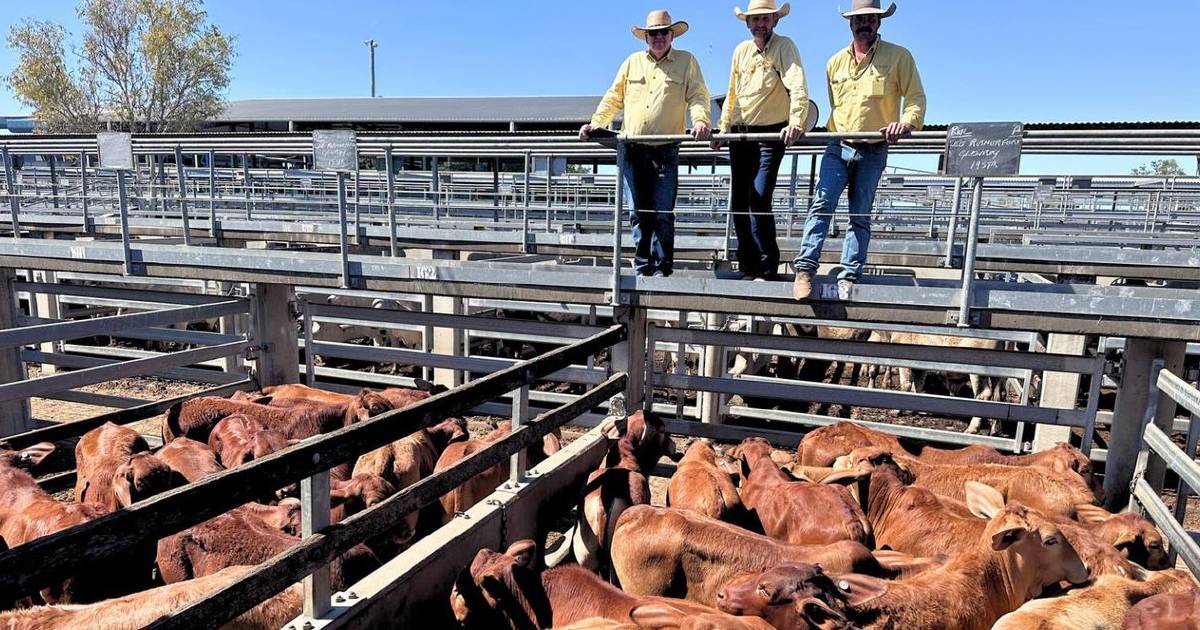 Heavy cattle firm at Gracemere