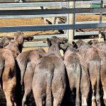 Youngsters absorb Paddock to Plate experience to Brisbane’s Ekka