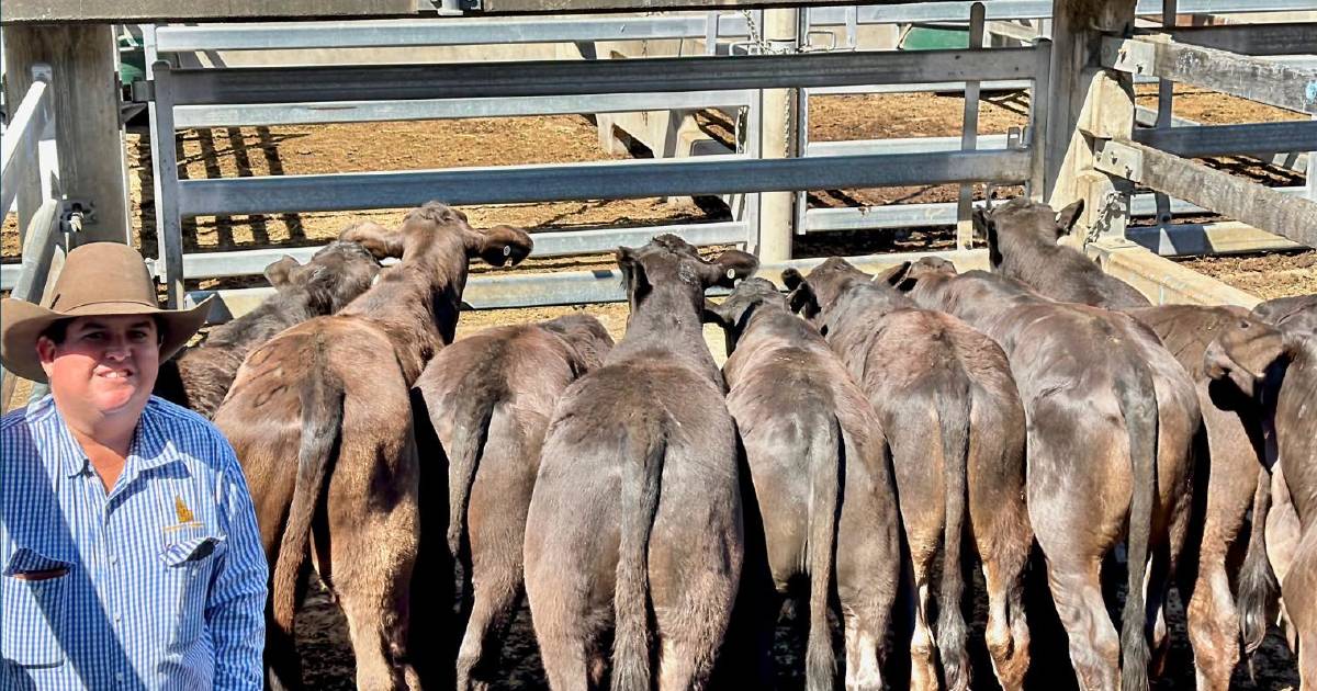 Strong yarding at Gracemere