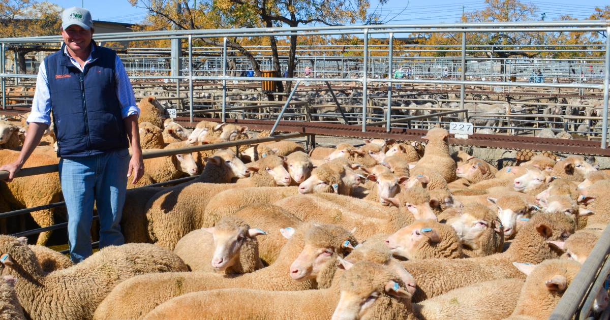 Appetite for risk wanes across NSW lamb market