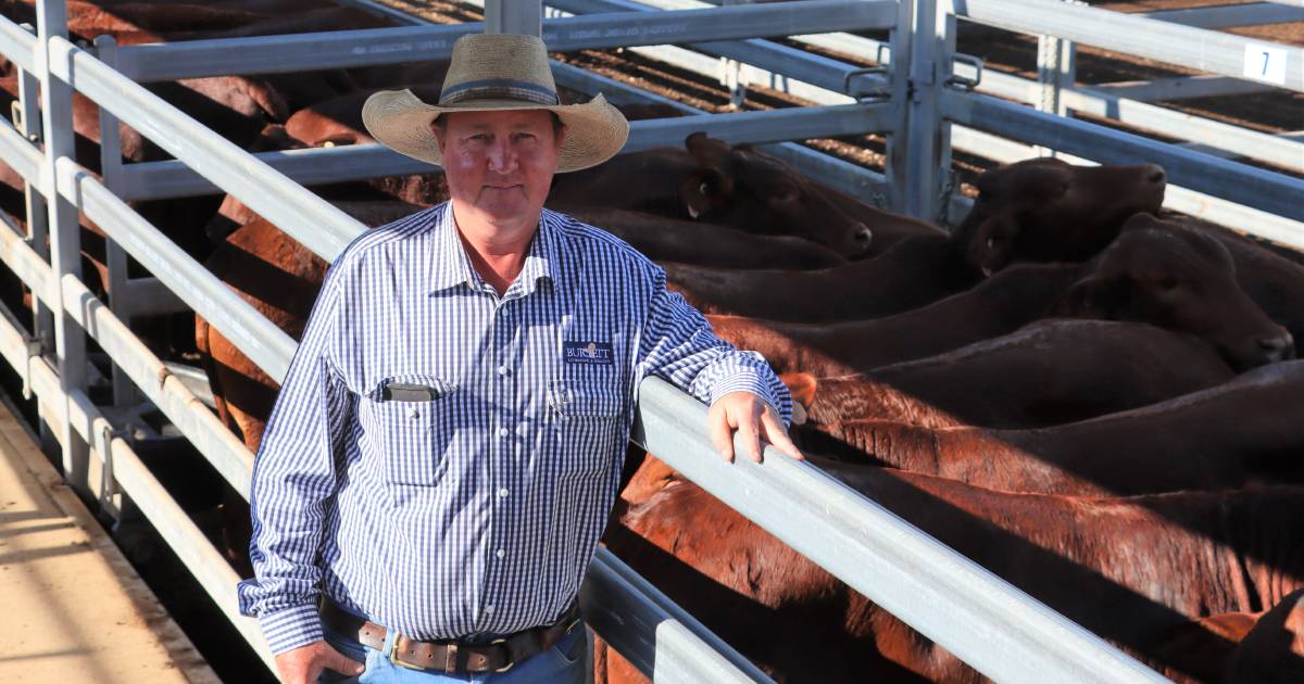 Quality line of Chinchilla Santa Gertrudis steers rewarded at Biggenden